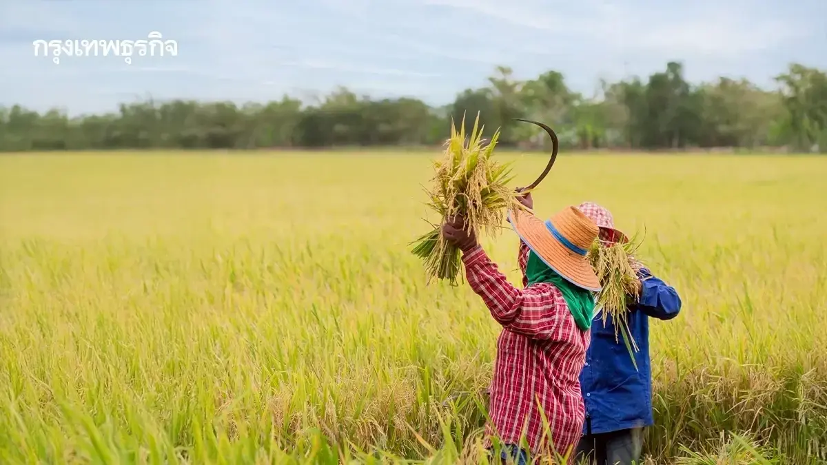 ได้วันไหน เงินช่วยเหลือชาวนา ไร่ละ 1200 บ. ผู้ปลูกข้าวนาปี 2568/69