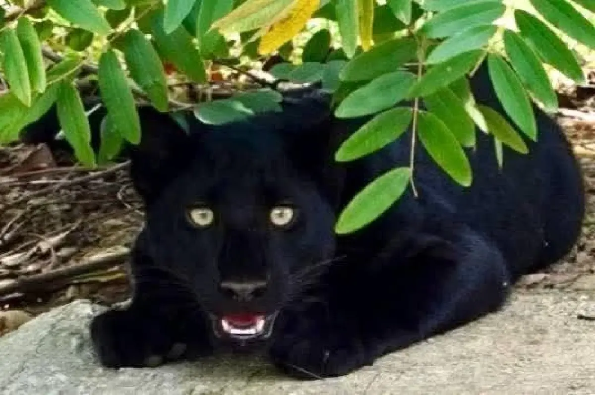 อุทยานแห่งชาติ เปิดภาพ ‘เสือดำ’ ล่าสุด อวดโฉมทักทายนักท่องเที่ยว