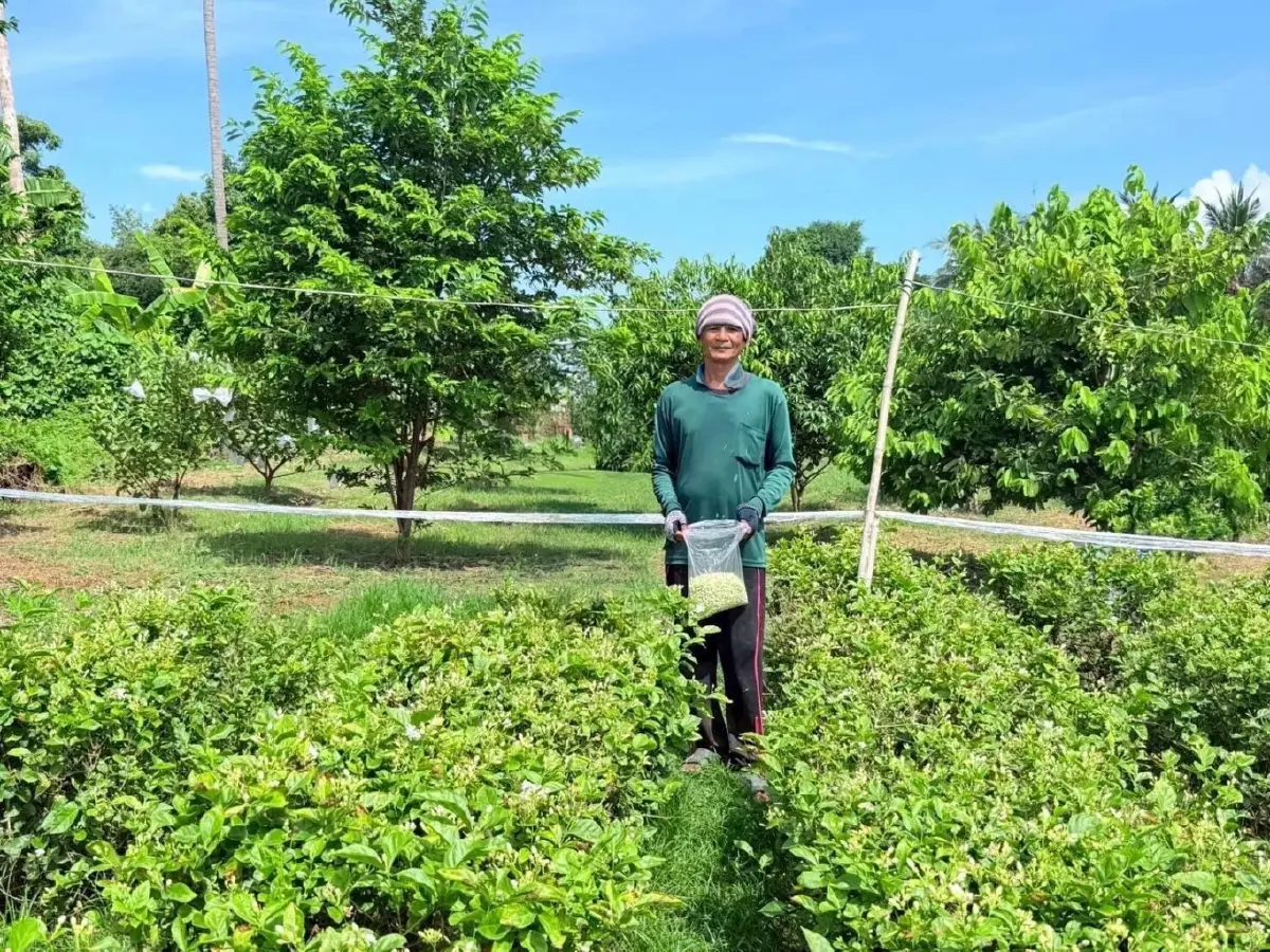 วันแม่หนุนราคาดอกมะลิพุ่งช่วงสั้นๆ หลังตกต่ำต่อเนื่อง 26 %