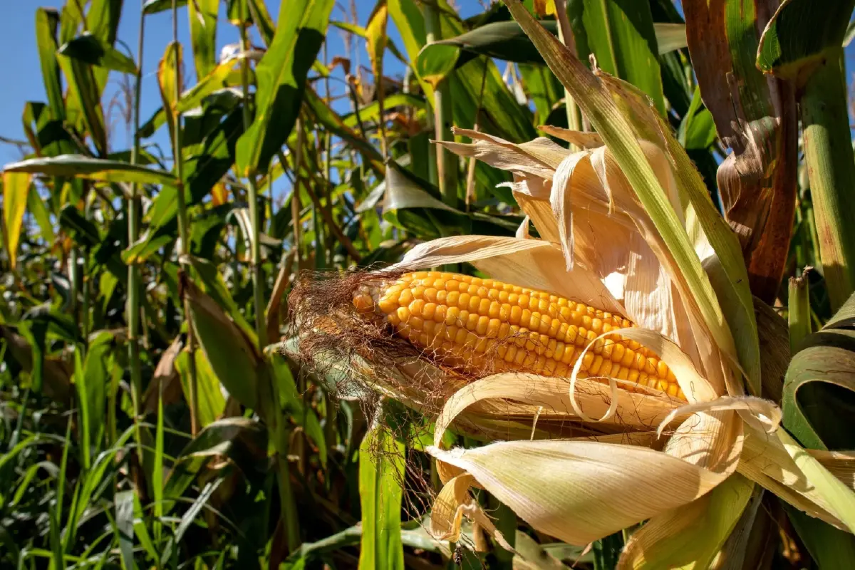 'ราคาข้าวโพดเลี้ยงสัตว์'ในประเทศร่วง  'จตุพร'ปัดปมสินค้าเกษตรสหรัฐป่วน