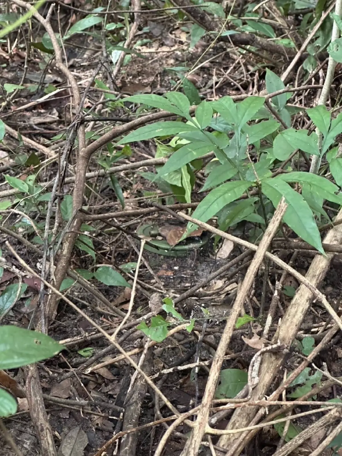 ทภ.2 พบหน่วย BHQ กัมพูชา พร้อมทุ่นระเบิด ชี้ละเมิดข้อตกลง