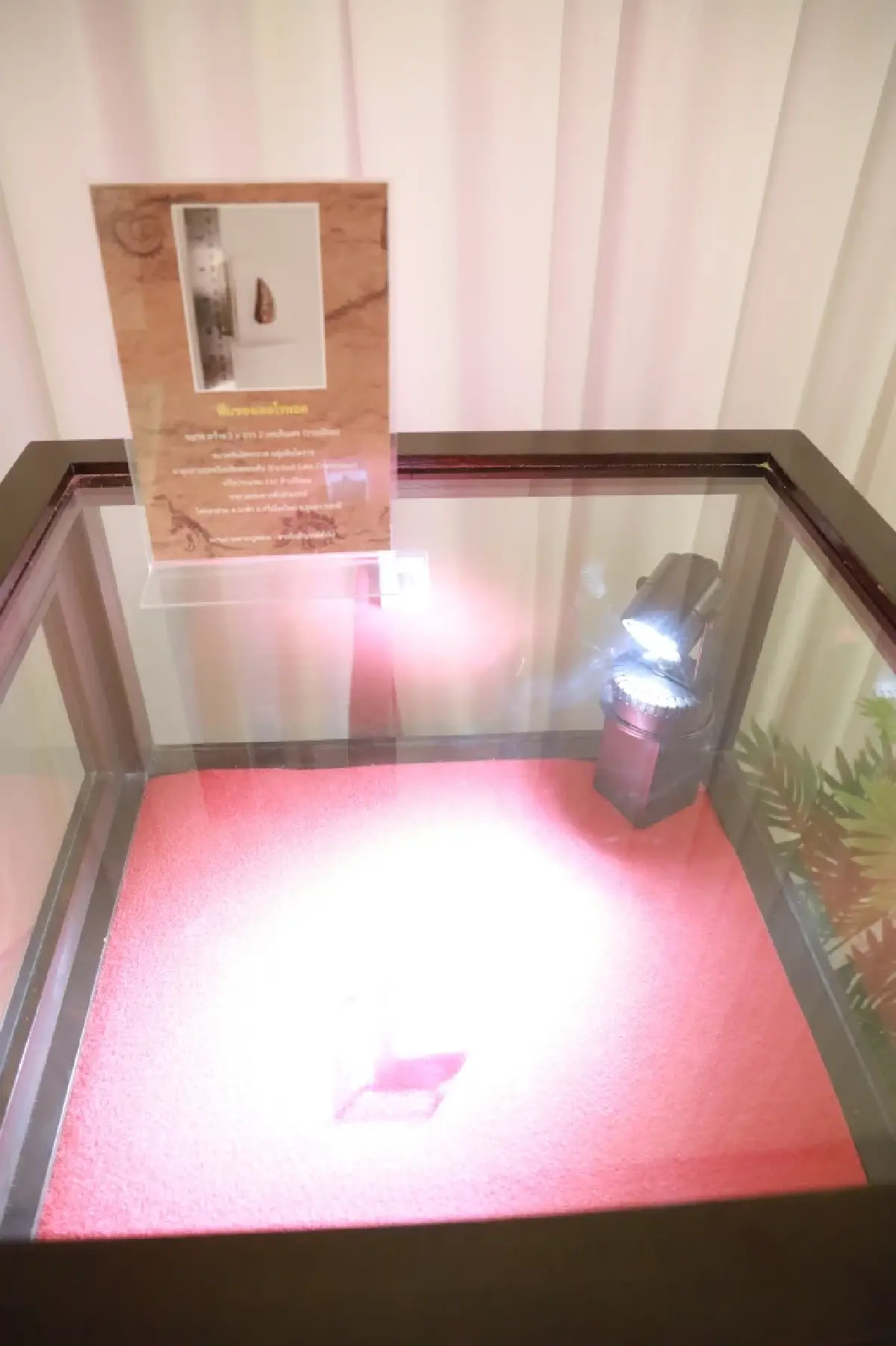 ครั้งแรกในไทย เปิดประสบการณ์ฟื้นคืนชีพ “ไดโนเสาร์” 13 สายพันธุ์ไทย