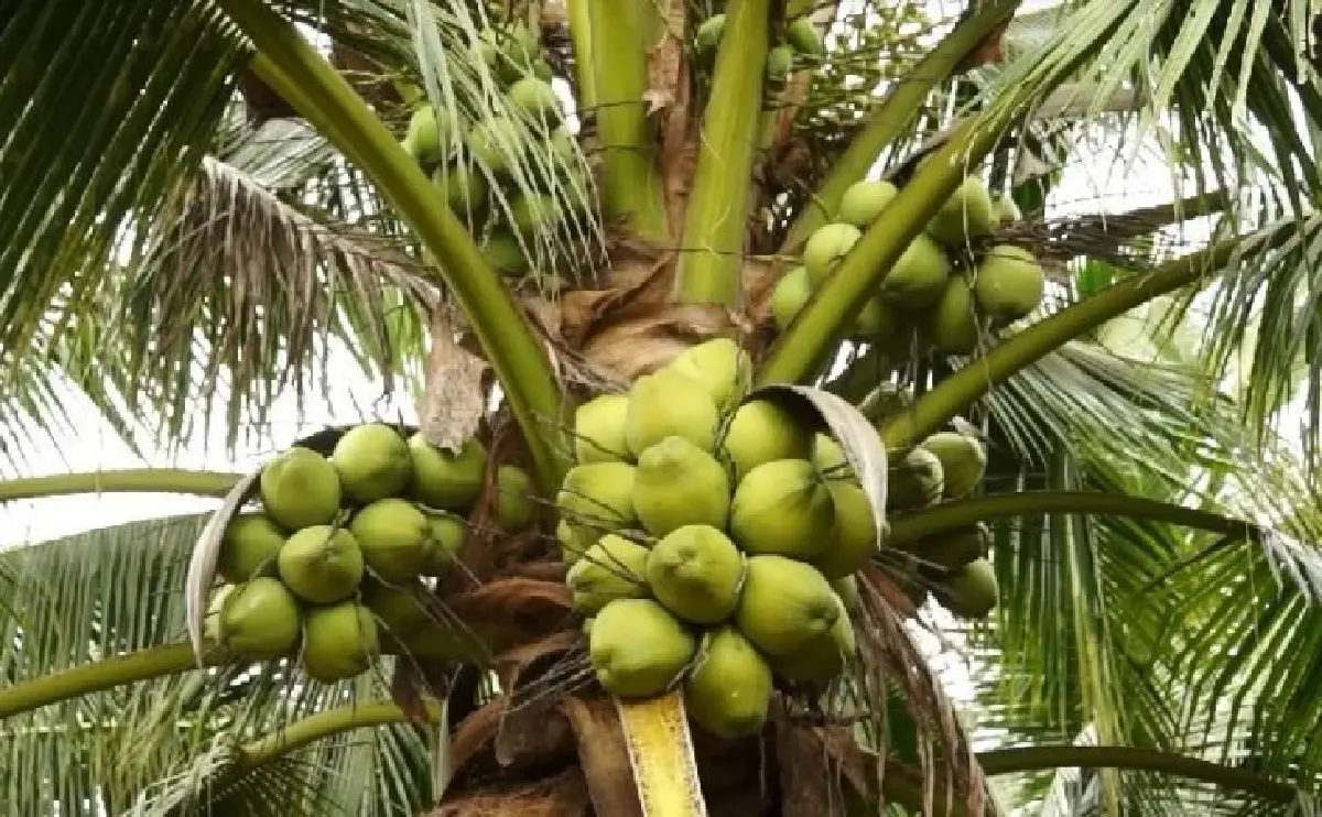 ไทยรับมือภาษีทรัมป์! ปกป้องเกษตรกร รักษาขีดความสามารถการค้า