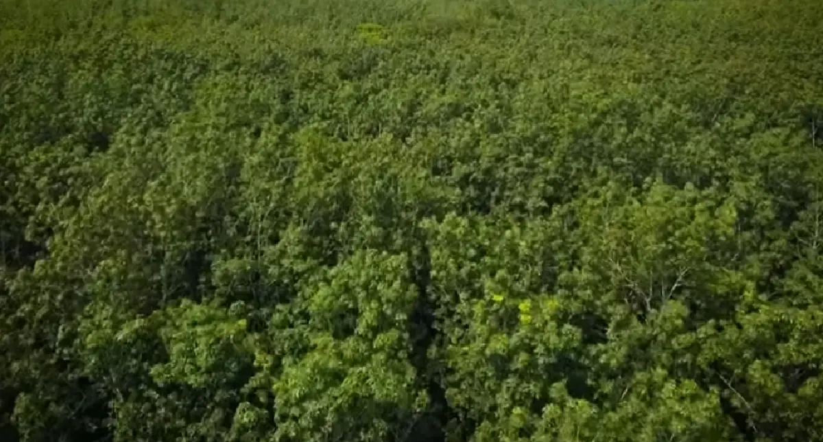 รับเงินก้อนใหญ่ คนปลูกยางพารา โค่งยางปลูกใหม่ ได้เงินไร่ละ 16000