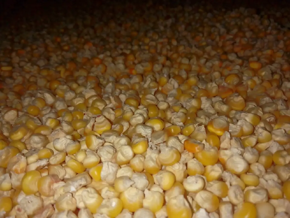 ซีพีเอฟ แนะรัฐรอบคอบนำเข้าหมูสหรัฐ ข้าวโพด กากถั่ว ป้องสุขภาพหนุนความมั่นคงอาหาร