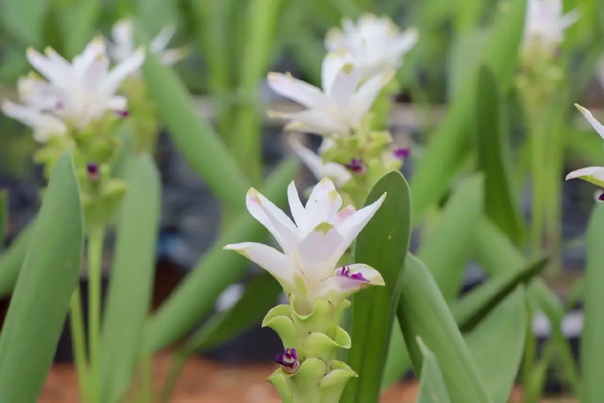 กรมส่งเสริมการเกษตร ชวนเที่ยว ‘สีสรรพรรณไม้ เทิดไท้บรมราชินีนาถ’  8 - 13 ส.ค.นี้