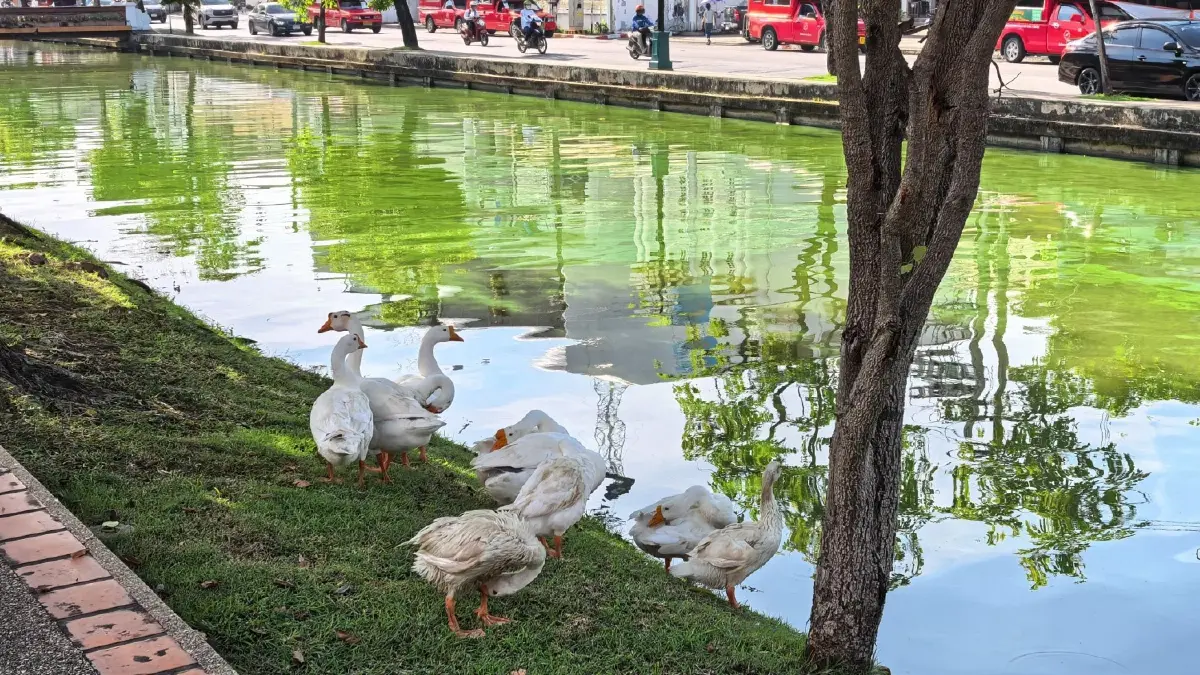 อย่าหยุดแค่ห่านคูเมือง