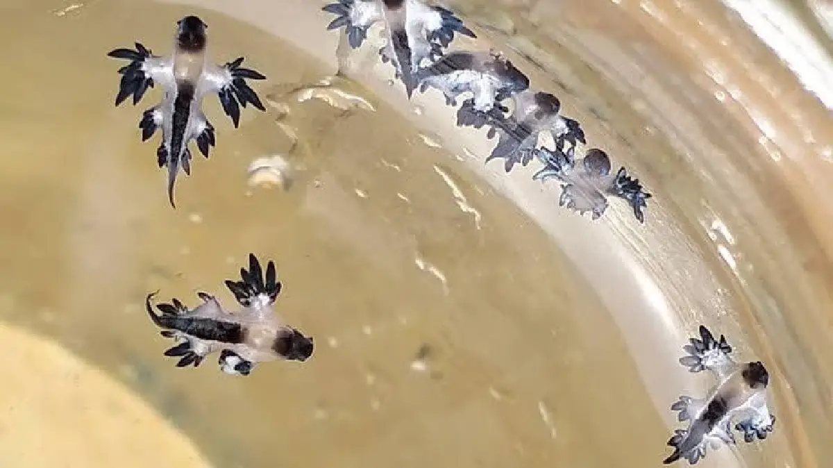 สวยห้ามจับ 'มังกรทะเลสีน้ำเงิน' สัตว์มีพิษร้าย เตือนนักท่องเที่ยวระวัง