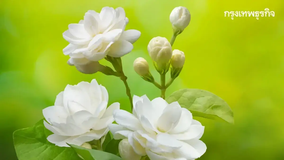 สุขสันต์วันแม่ 2568 รวมคำอวยพรวันแม่ แคปชั่นโดนๆ คำกลอนบอกรักแม่