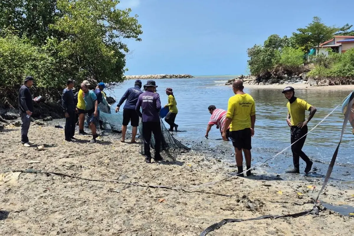 ประมงระยอง เร่งแผนลด ‘ปลาหมอคางดำ’ หนุนจับ-แปรรูป-สร้างสมดุลระบบนิเวศ