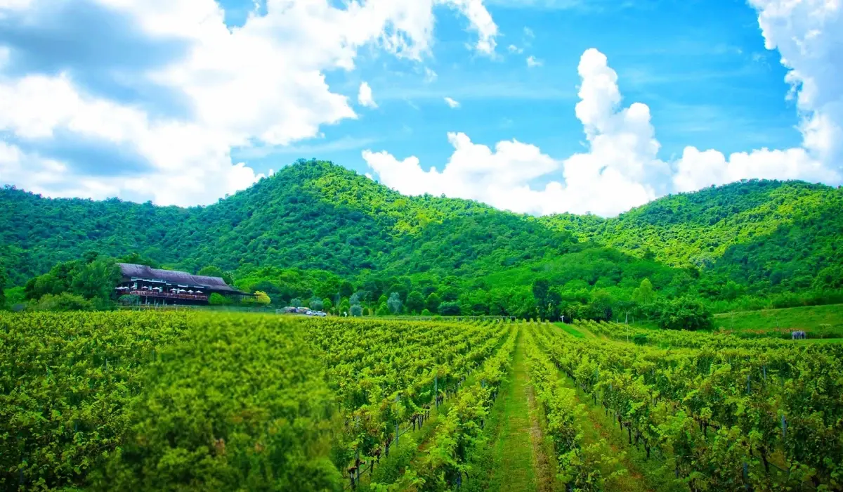 เทศกาล Vineyard Fest กิจกรรมจากมอนซูน แวลลีย์ บรรยากาศของไร่องุ่น