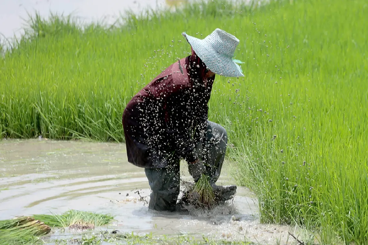 มธ. จี้รัฐเตือนภัย 'ไข้ดิน' คนอีสาน ฤดูฝนระบาดหนัก ดับแล้ว 72 ราย