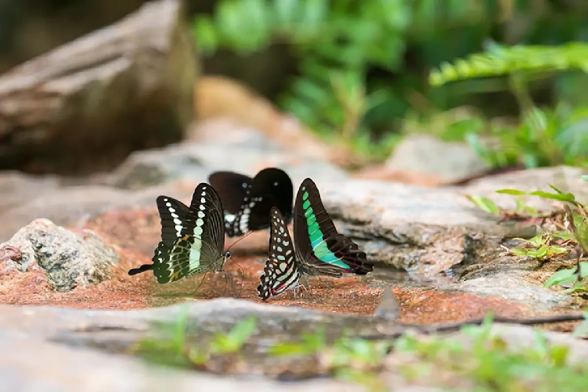 หนึ่งดวงใจในป่ากว้าง แหล่งชมผีเสื้อ 'ปางสีดา' สีสันแห่งปีกบาง