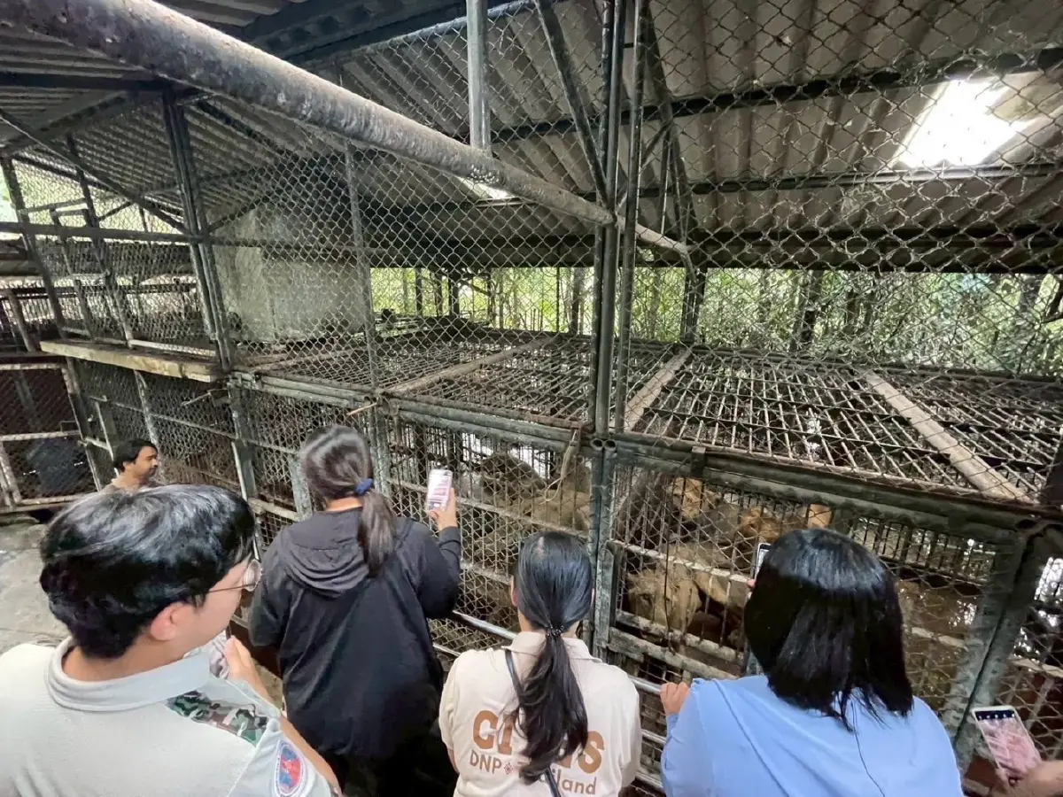 เปิดภาพ 5 สิงโต ซาฟารีเวิลด์ ถูกขังในกรง สังเกตพฤติกรรม หลังรุมขย้ำจนท.ดับ