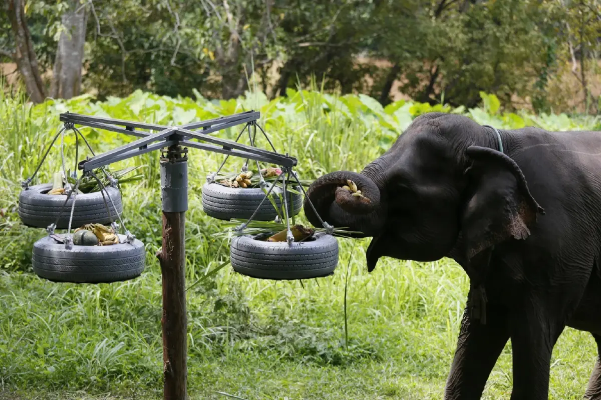 เที่ยว 'ปางช้าง' อย่างเป็นมิตร ไม่ขี่ช้าง ไม่อาบน้ำกับช้าง