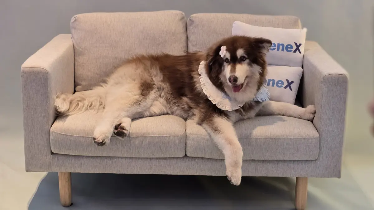 ครั้งแรกในไทย ใช้ ‘สเต็มเซลล์’ รักษา ‘สัตว์เลี้ยง’ ที่เรารัก