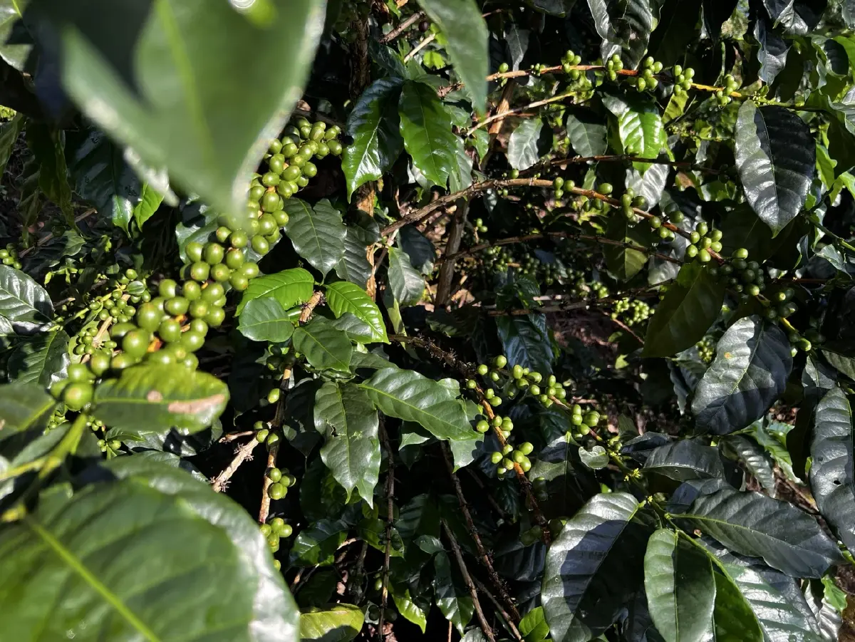 ขุนน่าน คอฟฟี่ 'สงวนสิทธิ์ เรืองดำ'  กับภารกิจ 'คืนผืนป่าให้แม่ด้วยกาแฟพ่อ'