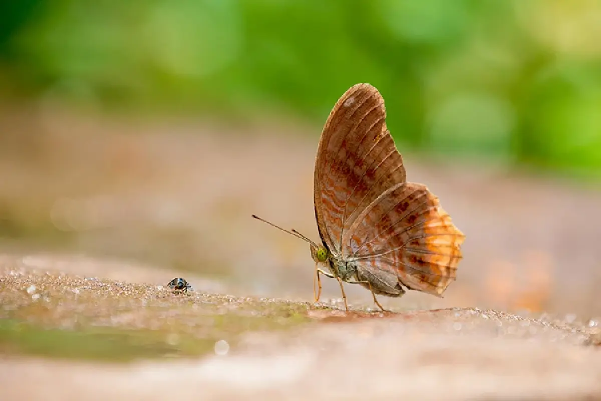 หนึ่งดวงใจในป่ากว้าง แหล่งชมผีเสื้อ 'ปางสีดา' สีสันแห่งปีกบาง