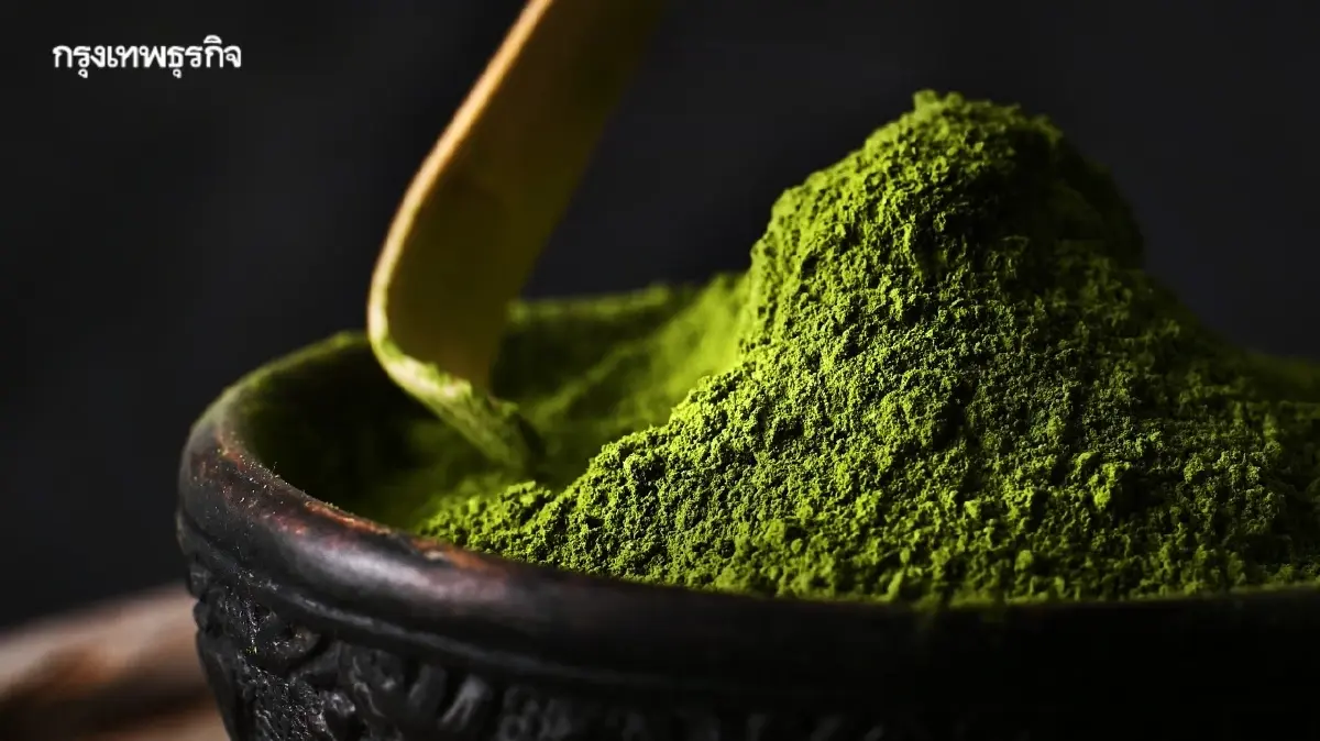 ทำไมมัทฉะฟีเวอร์ไม่หยุด รวบตึง 'มัทฉะ 101' มือใหม่หัดดื่มต้องรู้