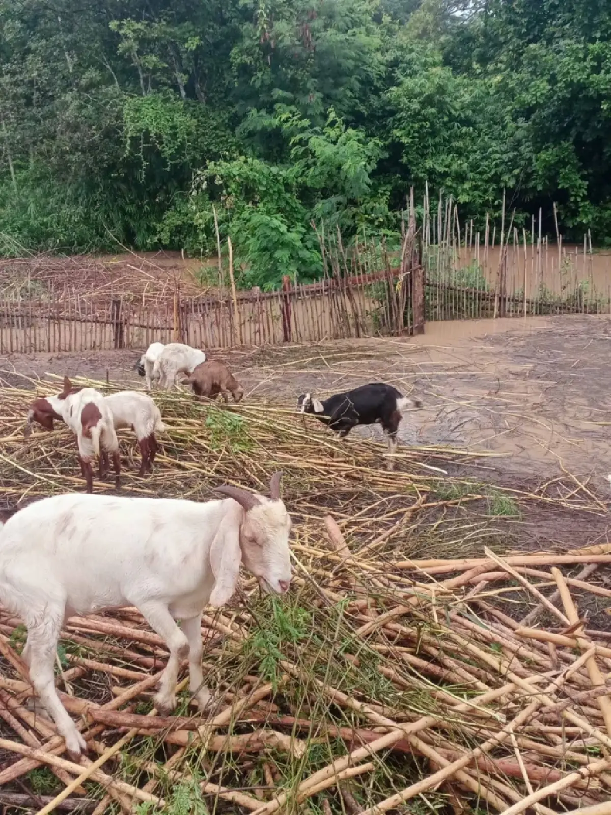 กรมปศุสัตว์ เร่งช่วยเหลือผู้เลี้ยงสัตว์ที่ได้รับผลกระทบจากพายุ ‘คาจิกิ’ อย่างเต็มที่