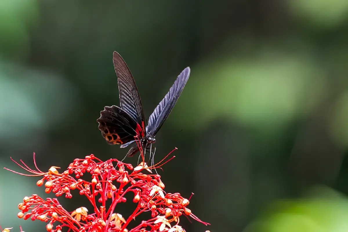 หนึ่งดวงใจในป่ากว้าง แหล่งชมผีเสื้อ 'ปางสีดา' สีสันแห่งปีกบาง