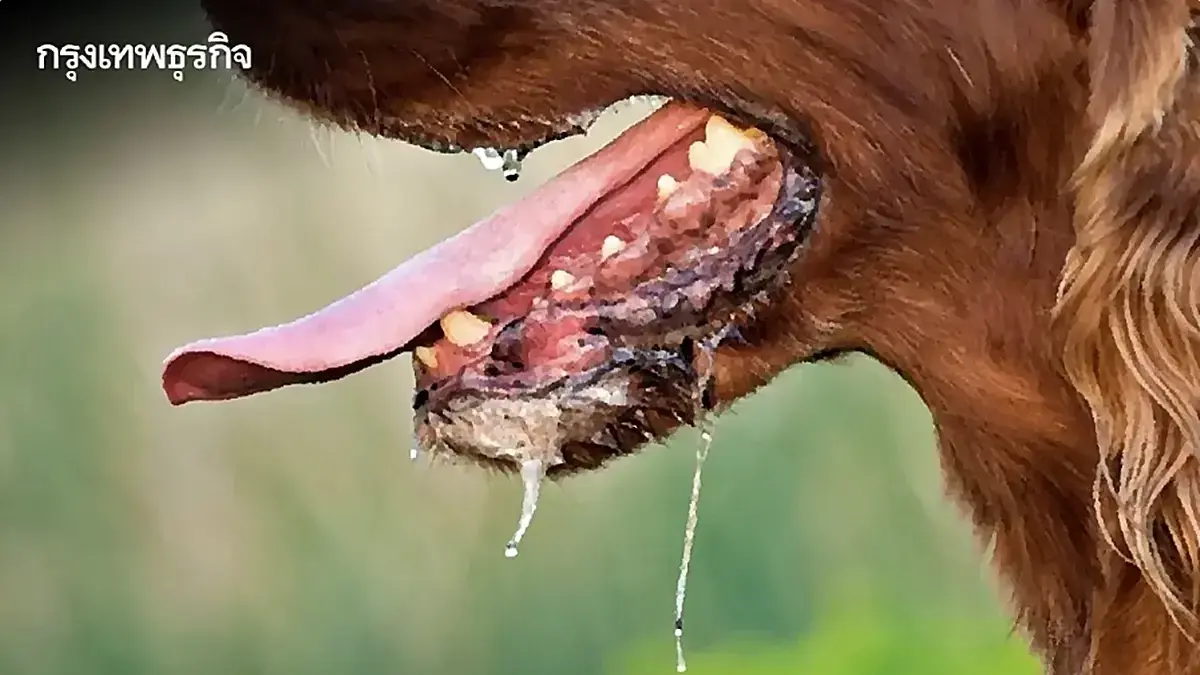 ประกาศเขตโรคระบาด 1 เดือน โรคพิษสุนัขบ้าแพร่ ปทุมธานี - สายไหม กทม.