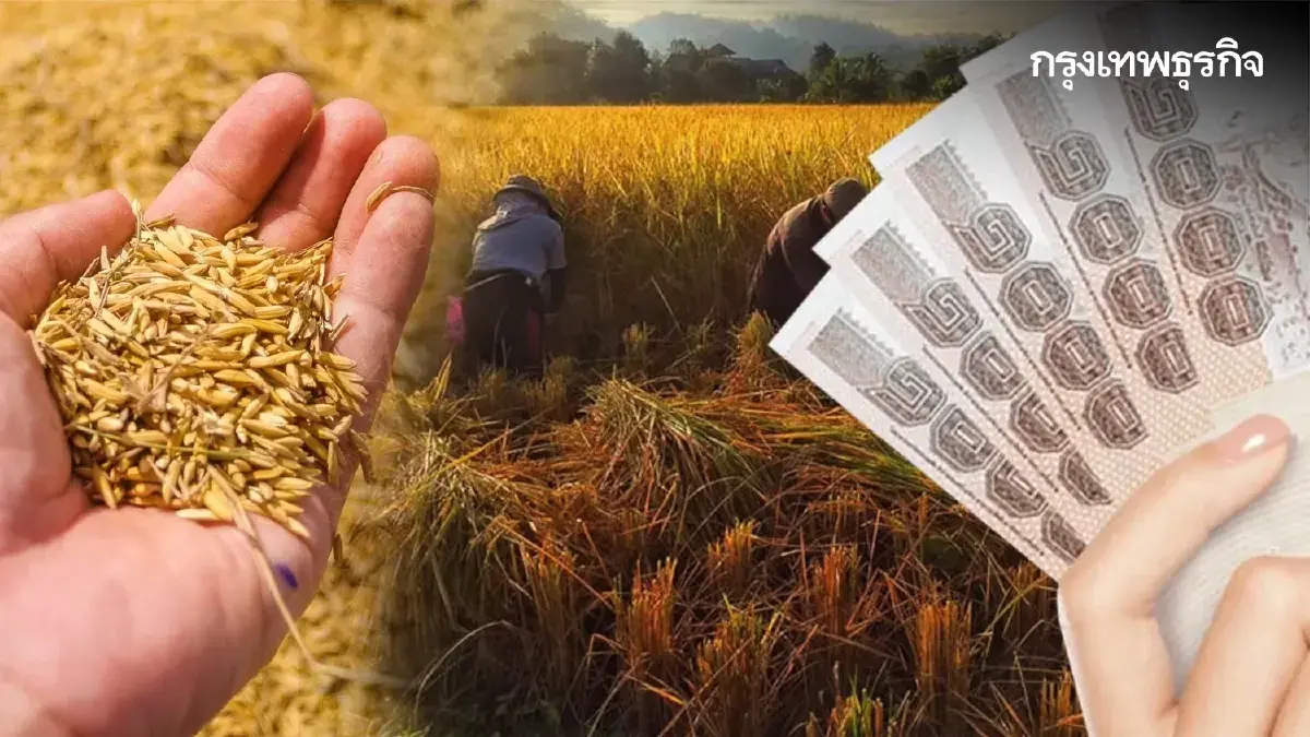 เข้าแล้ว ธกส. โอนนาปรัง - เงินช่วยเหลือชาวนา ไร่ละ 1000 เหลือกี่รอบ
