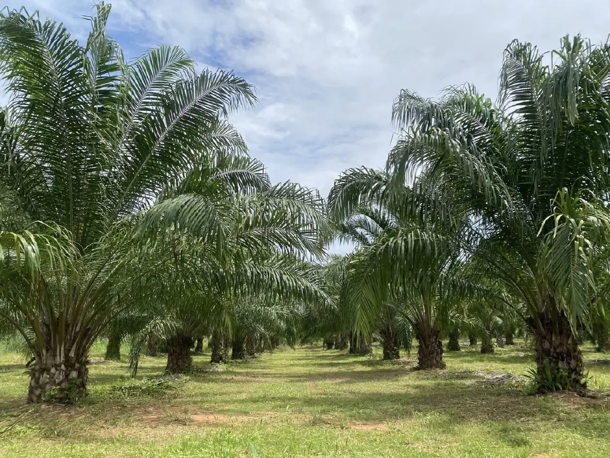 กรมส่งเสริมการเกษตร ดึงดิจิทัลปรับฐานข้อมูล Geoplots รับมือ EUDR