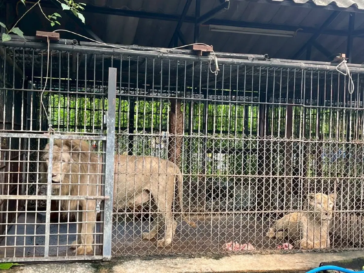 เปิดภาพ 5 สิงโต ซาฟารีเวิลด์ ถูกขังในกรง สังเกตพฤติกรรม หลังรุมขย้ำจนท.ดับ