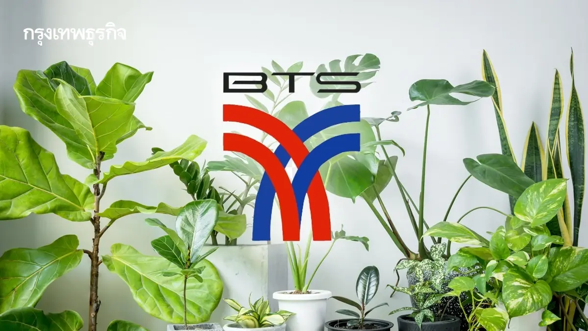 แจกฟรี ต้นไม้ฟอกอากาศ ไม้มงคล ให้จริงหลายต้น รับได้เลยที่ BTS