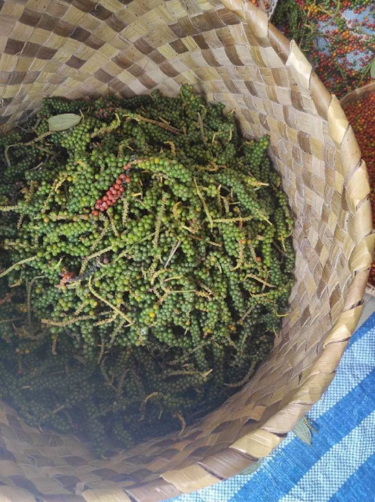 พริกไทย ราคาดีต่อเนื่อง ตลาดต้องการ สศก. หนุน ขึ้นแท่นพืชเศรษฐกิจ