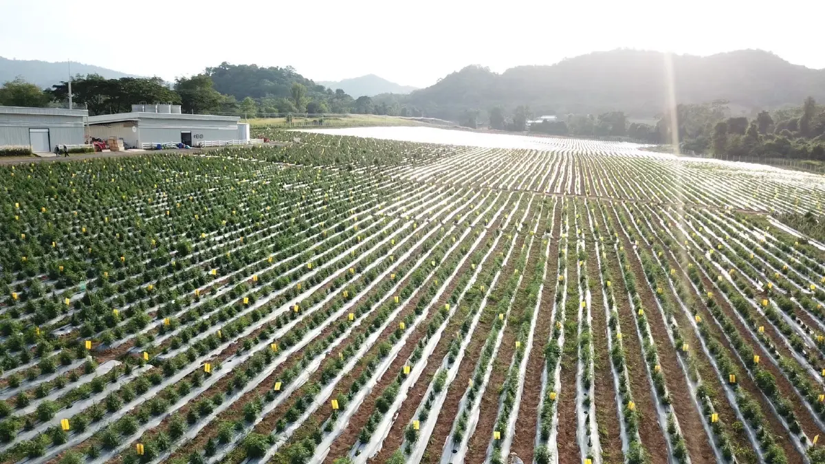 'Diip' พลิกเกม 'ผลิตภัณฑ์ CBD' ทางเลือกใหม่สู้เครียด-นอนไม่หลับ