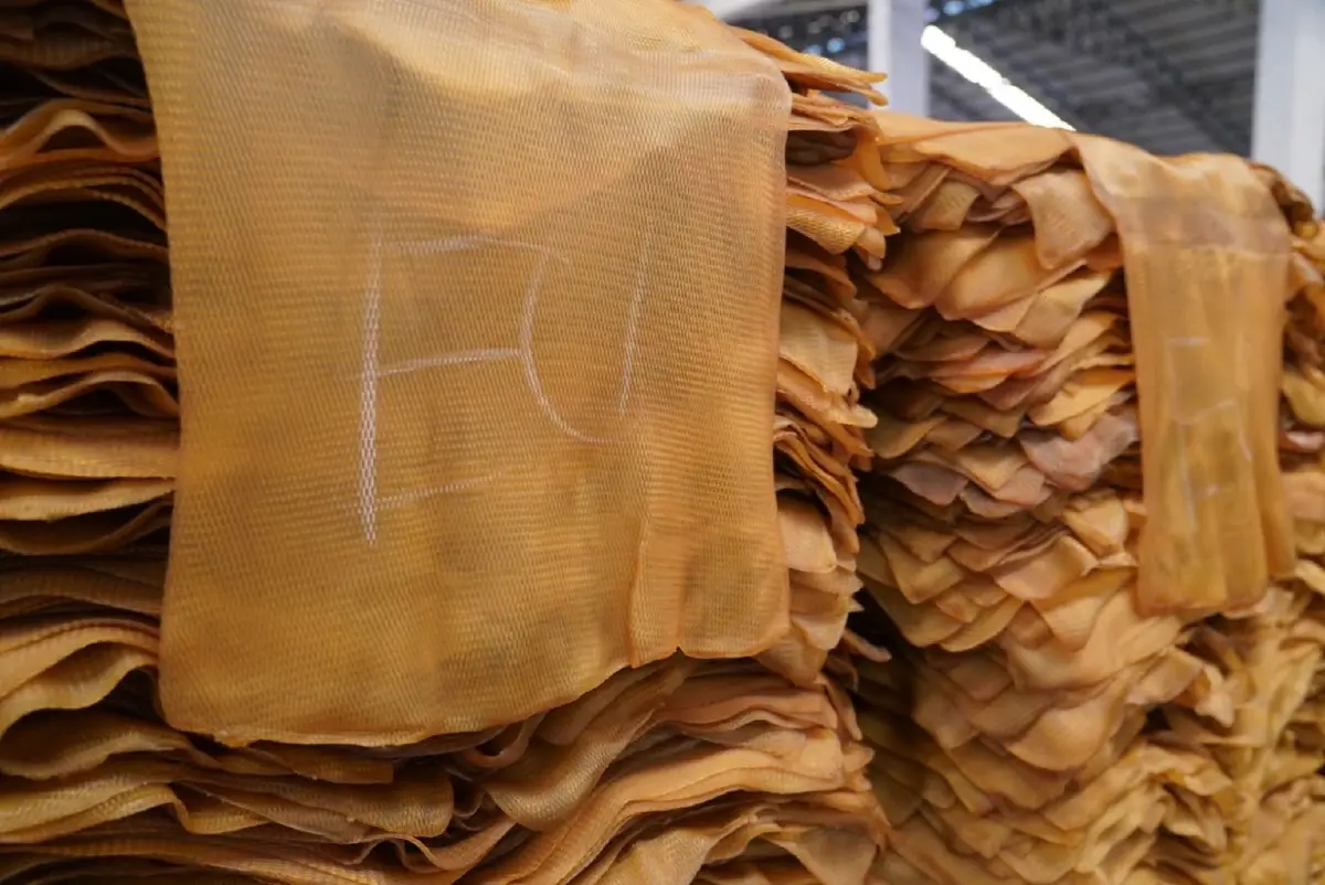 กยท.ประเมินสถานการณ์ราคายางของไทย มั่นใจต้นปี 69 พุ่งแตะ 3 หลัก