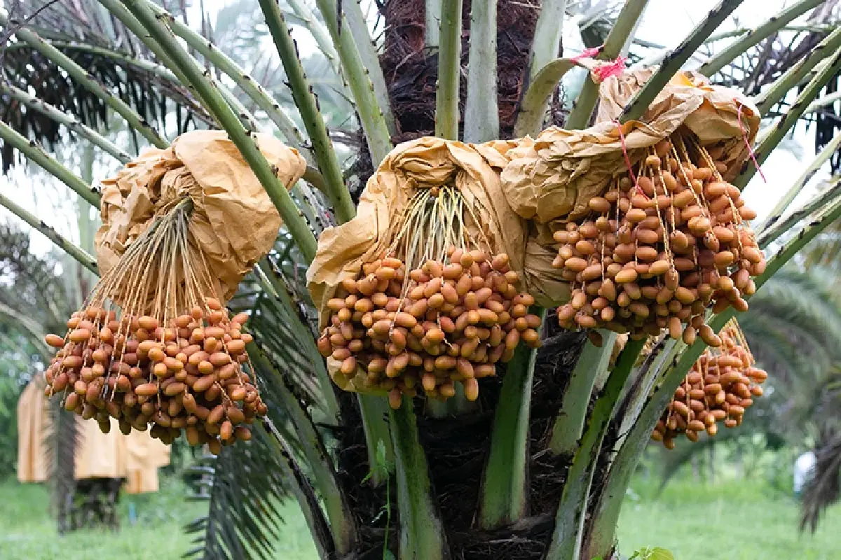 หนึ่งดวงใจในป่ากว้าง แหล่งชมผีเสื้อ 'ปางสีดา' สีสันแห่งปีกบาง