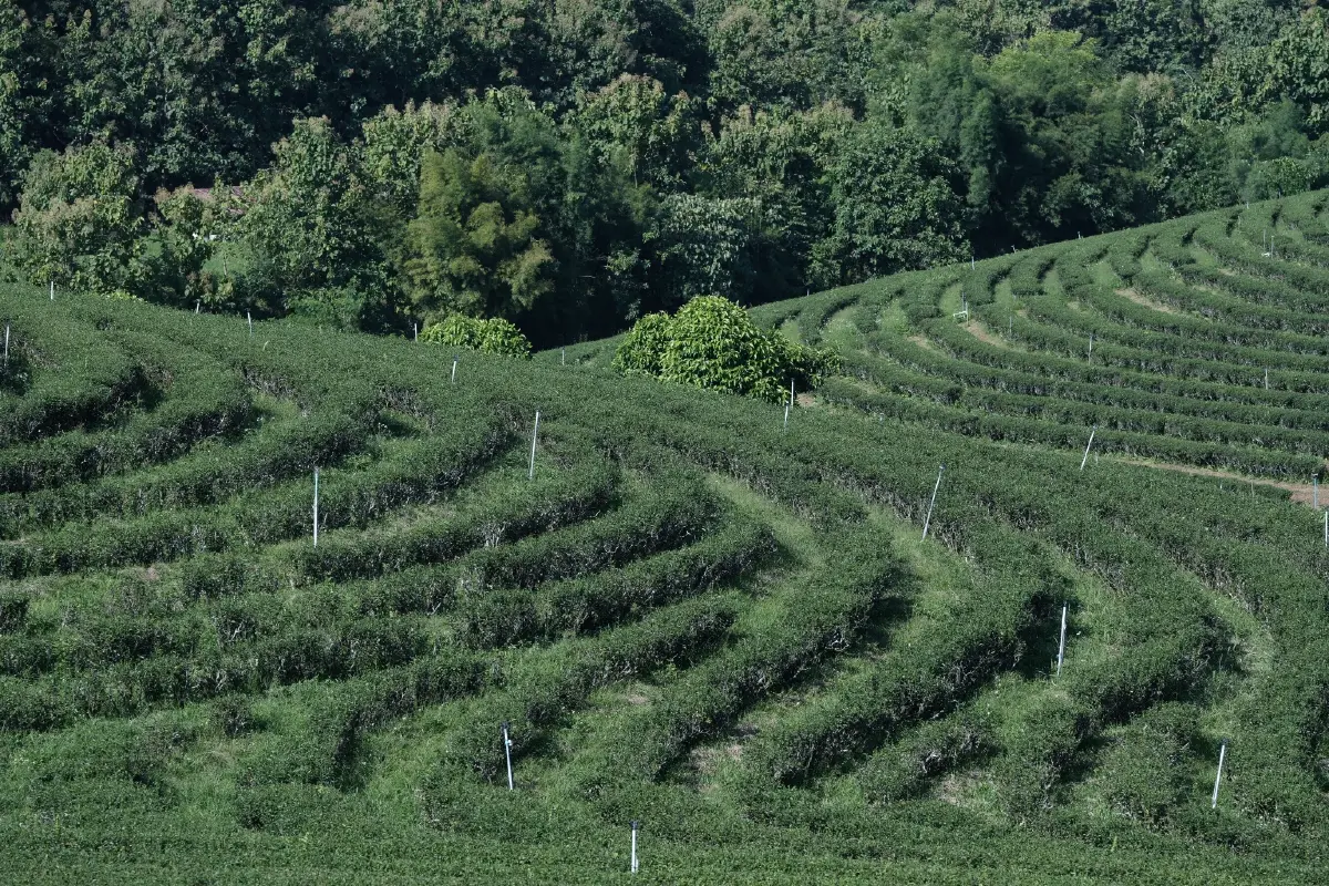 ไปกันคราฟต์! 'เที่ยวเชียงราย' ดินแดนศิลปะ ตามรอยศิลปินล้านนา