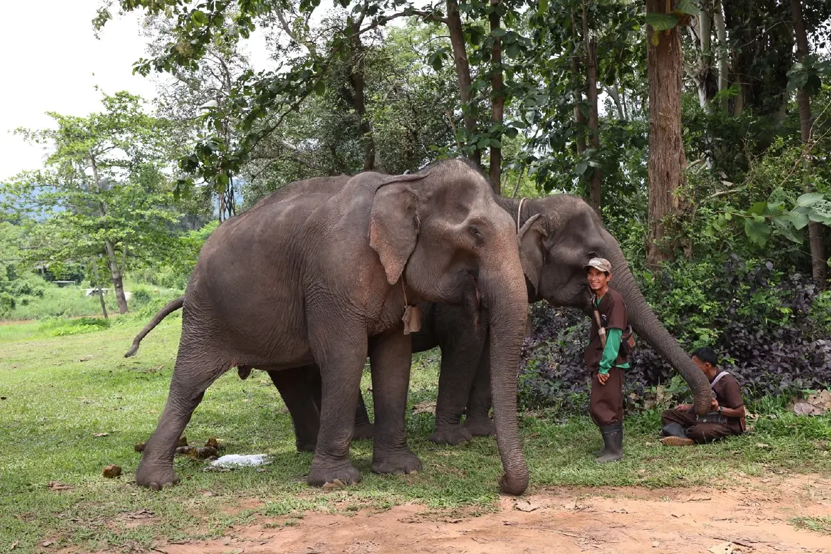 เที่ยว 'ปางช้าง' อย่างเป็นมิตร ไม่ขี่ช้าง ไม่อาบน้ำกับช้าง