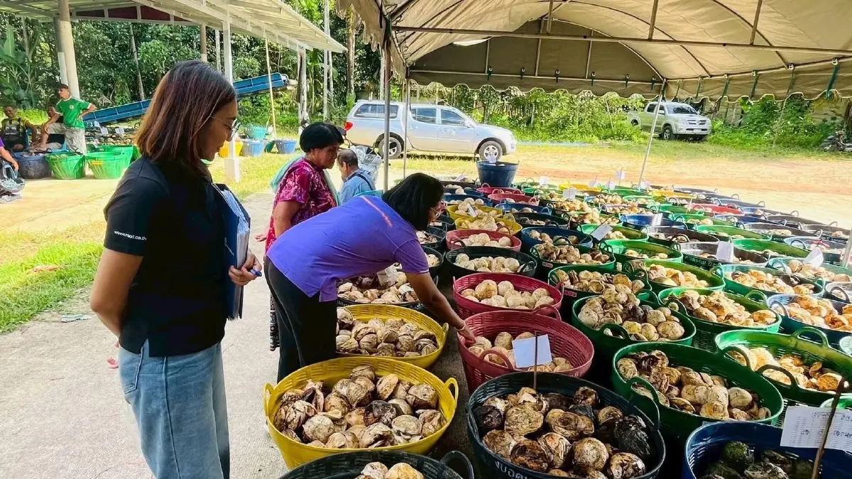 กยท. นำร่องส่งออกยางพาราล็อตแรก หลังจีนยกเว้นภาษีนำเข้า 0%