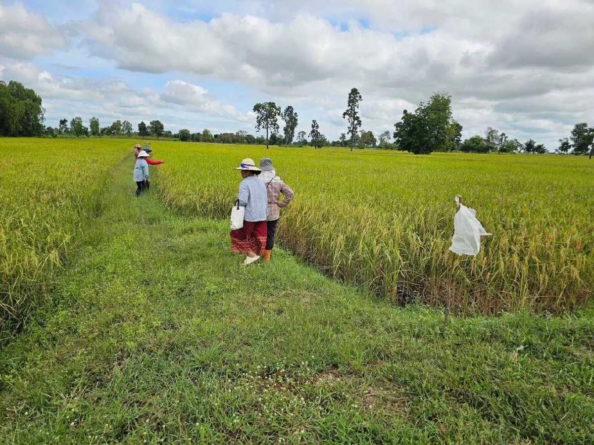 ชาวนา”ห่วง“การเมือง”ป่วนรัฐไร้แผนดูแล   ผวาอินเดียเทข้าว20ล้านตันทำราคาดิ่งหนัก
