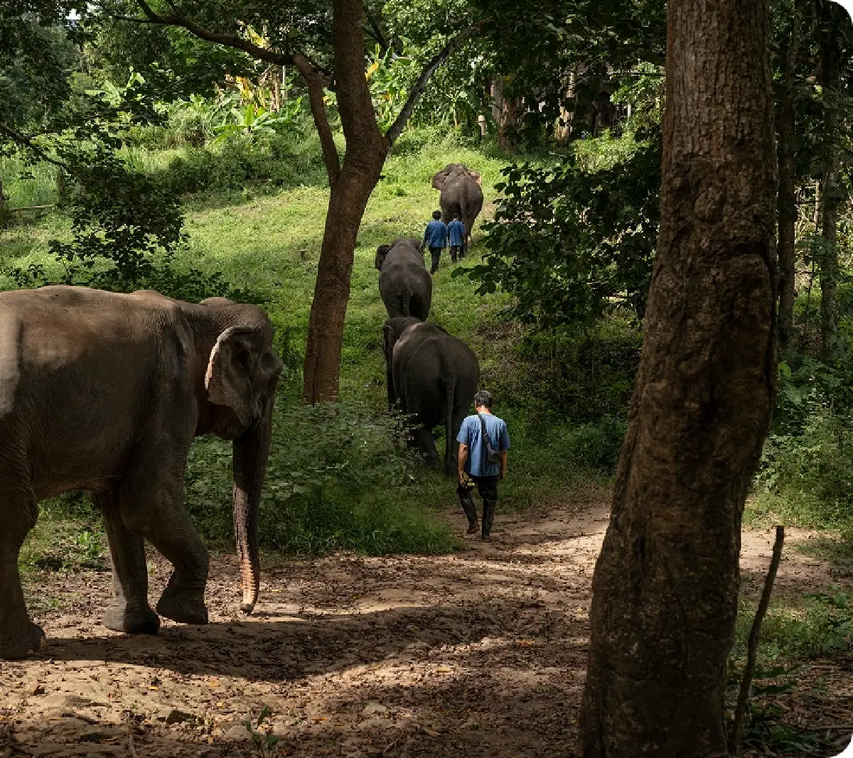 เที่ยว 'ปางช้าง' อย่างเป็นมิตร ไม่ขี่ช้าง ไม่อาบน้ำกับช้าง