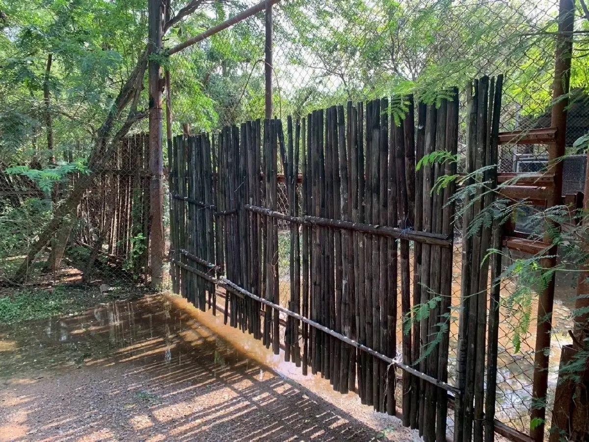 เปิดภาพ 5 สิงโต ซาฟารีเวิลด์ ถูกขังในกรง สังเกตพฤติกรรม หลังรุมขย้ำจนท.ดับ