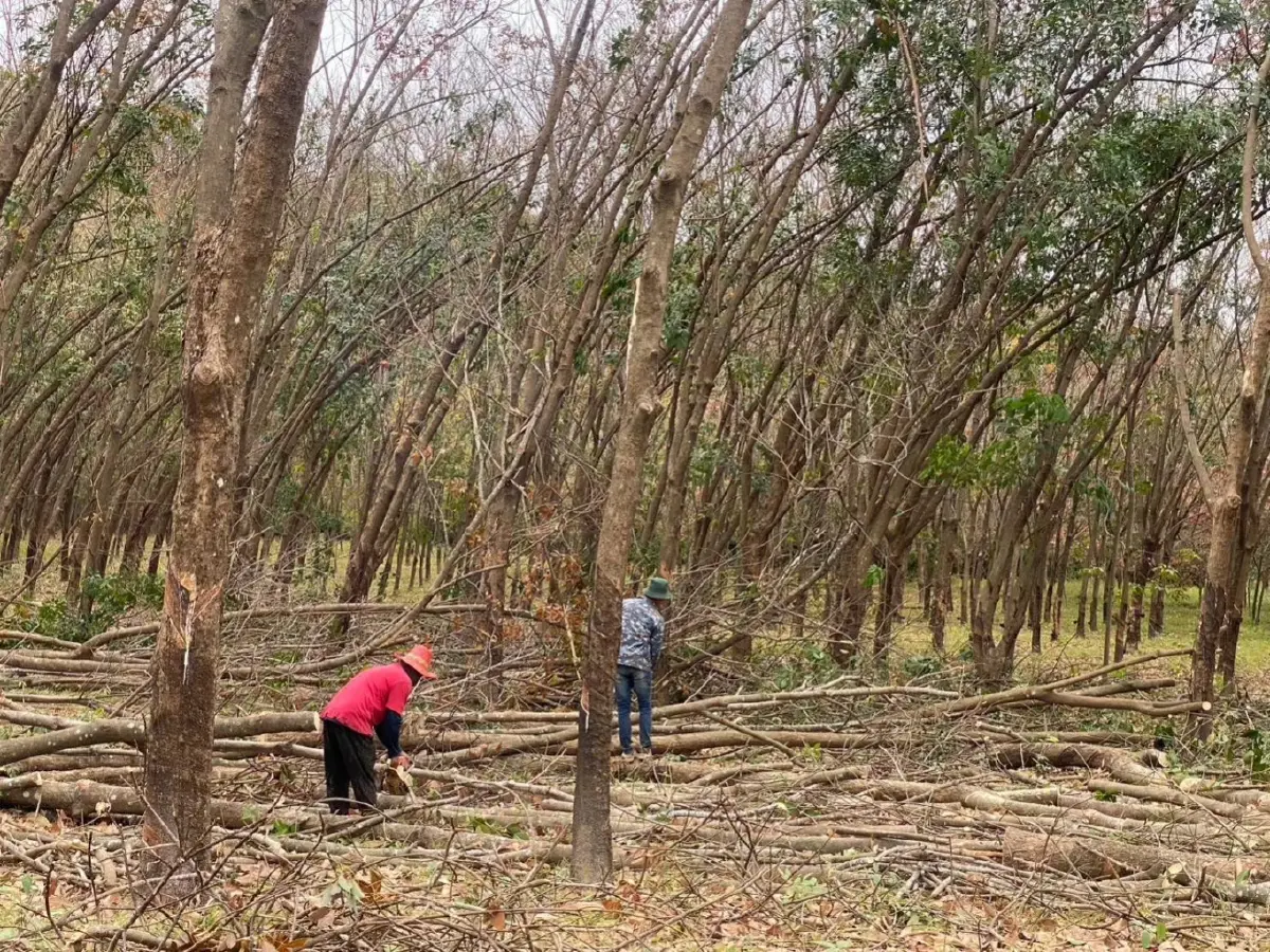กยท. เร่งชดเชยเกษตรกรโค่นยางปลูกแทน 1.6หมื่นบาทต่อไร่