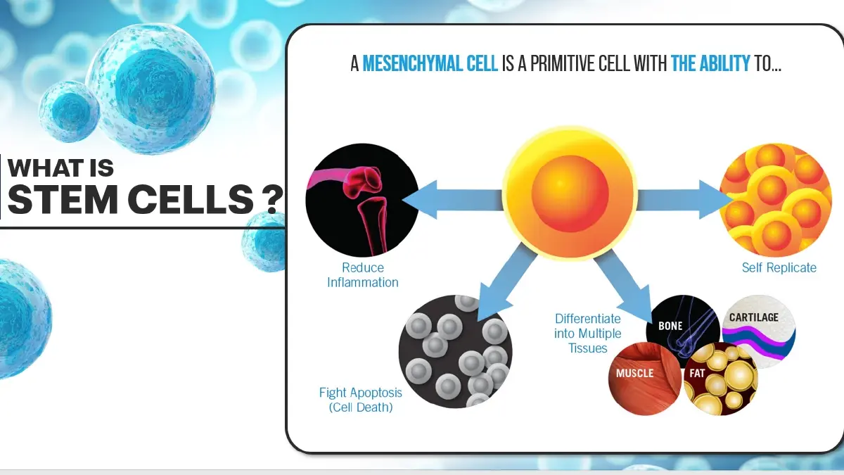 ครั้งแรกในไทย ใช้ ‘สเต็มเซลล์’ รักษา ‘สัตว์เลี้ยง’ ที่เรารัก