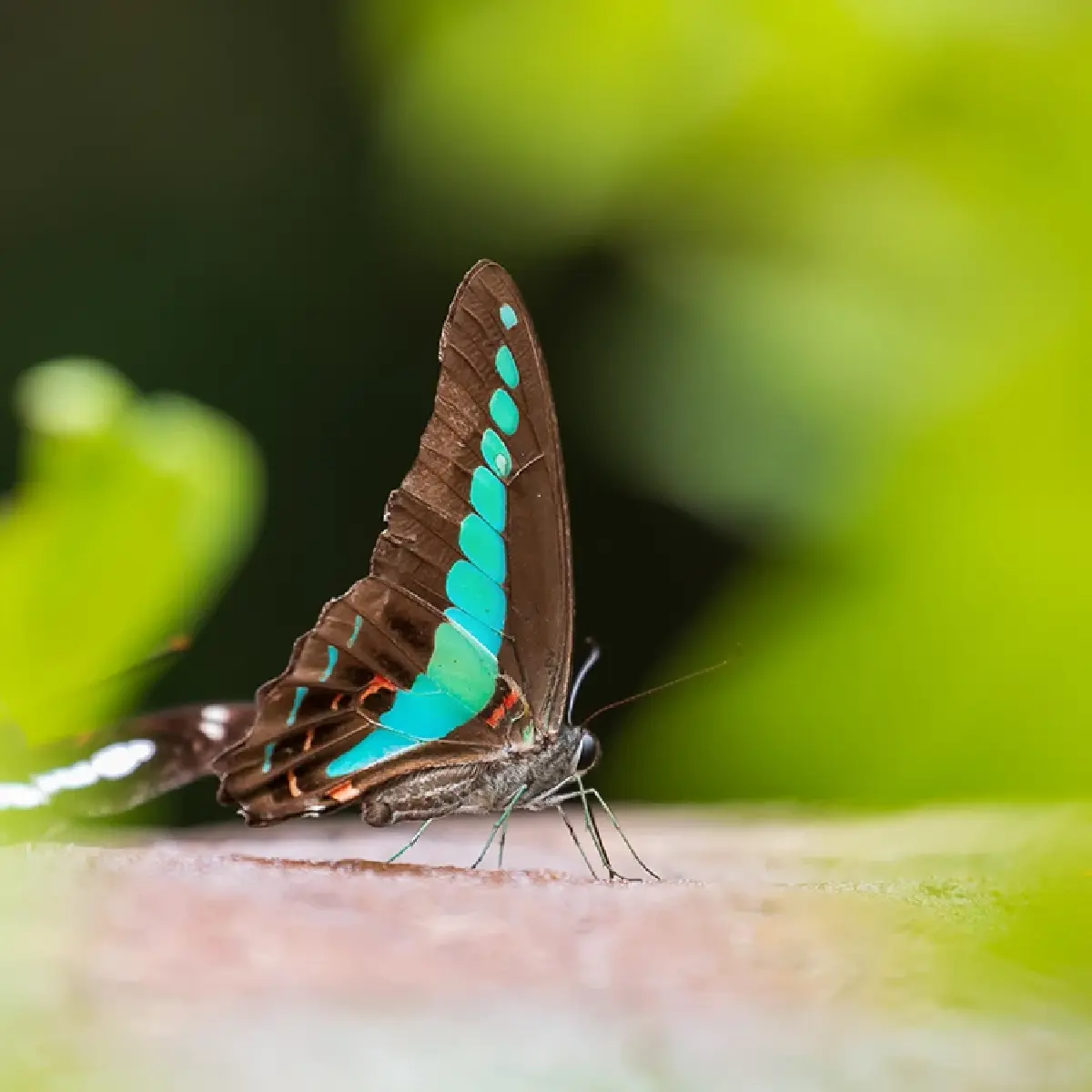 หนึ่งดวงใจในป่ากว้าง แหล่งชมผีเสื้อ 'ปางสีดา' สีสันแห่งปีกบาง