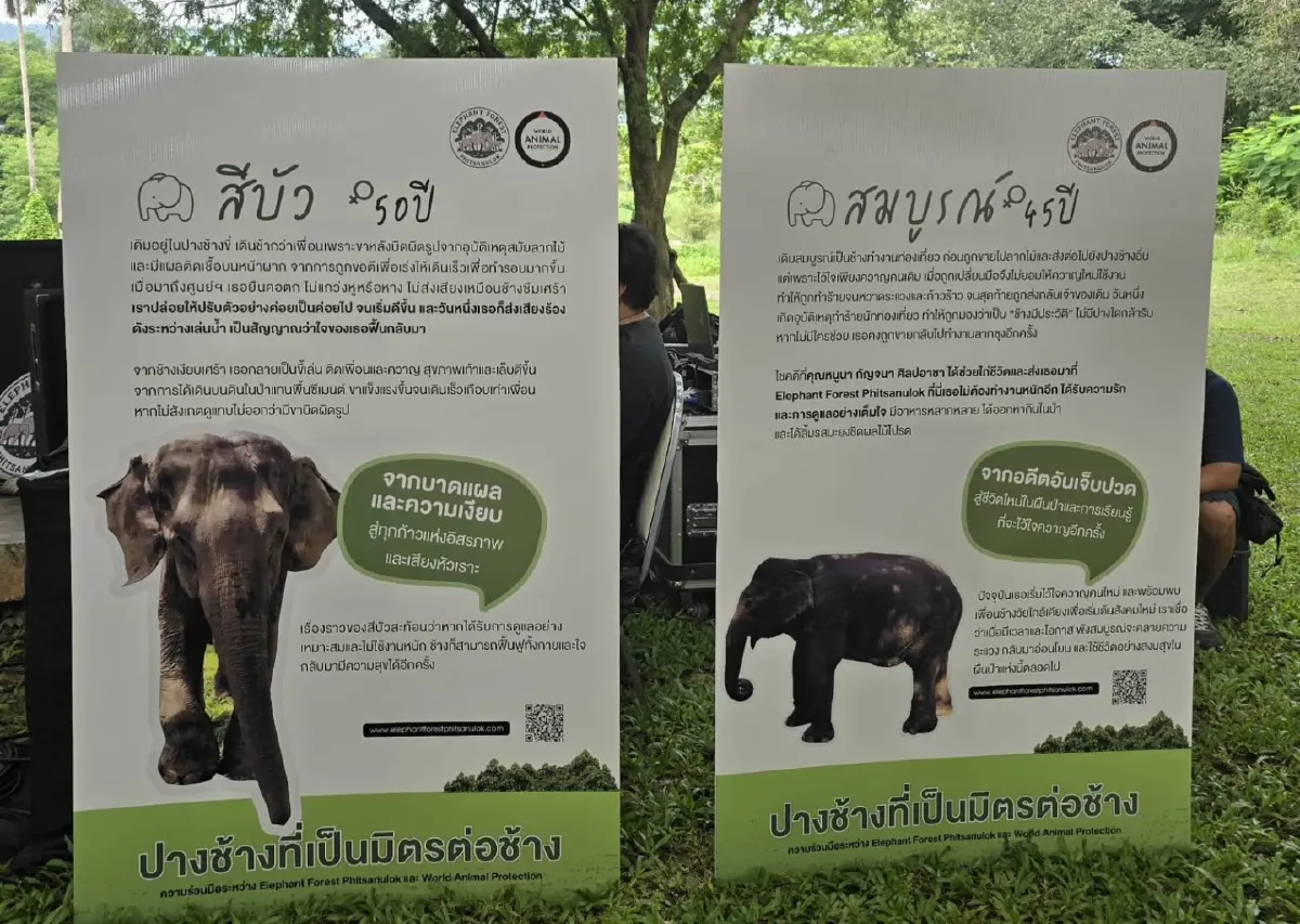 เที่ยว 'ปางช้าง' อย่างเป็นมิตร ไม่ขี่ช้าง ไม่อาบน้ำกับช้าง