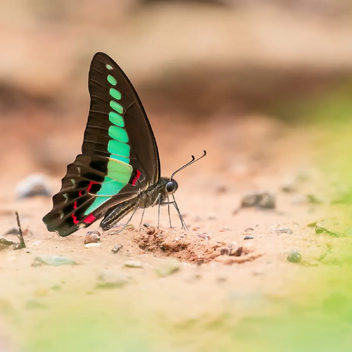 หนึ่งดวงใจในป่ากว้าง แหล่งชมผีเสื้อ 'ปางสีดา' สีสันแห่งปีกบาง