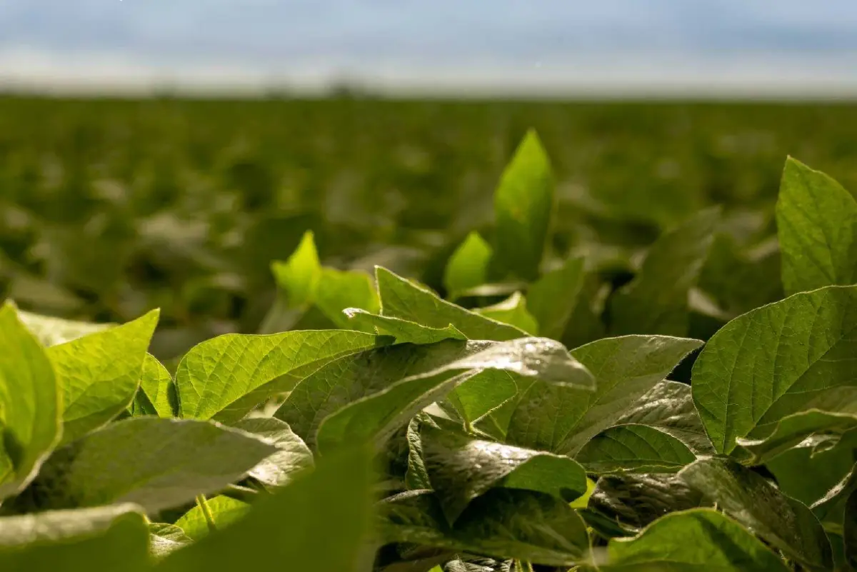 กรุงเทพโปรดิ๊วส ขยายความร่วมมือ บังกี้ ใช้บล็อกเชนตรวจย้อนกลับถั่วเหลือง