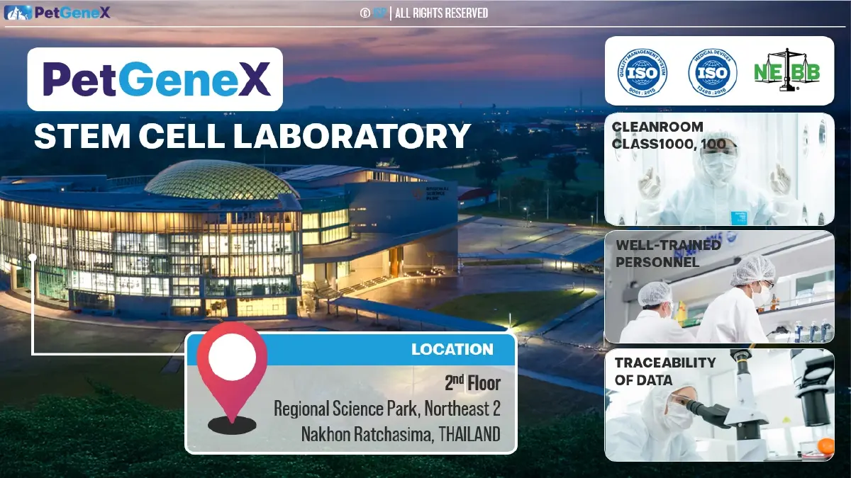 ครั้งแรกในไทย ใช้ ‘สเต็มเซลล์’ รักษา ‘สัตว์เลี้ยง’ ที่เรารัก