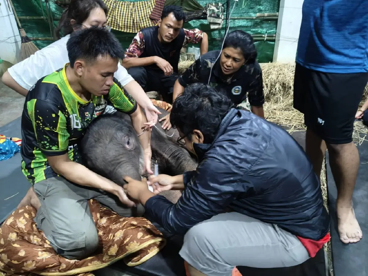 คืบหน้าอาการ "ข้าวต้ม" ลูกช้างป่า พลัดหลง เริ่มดีขึ้น ทีมสัตวแพทย์ดูแลใกล้ชิด