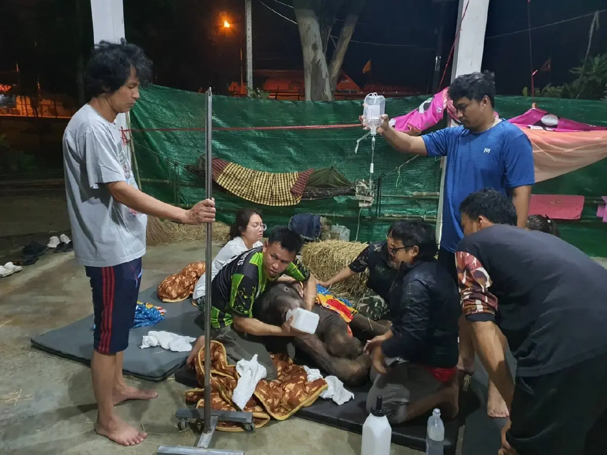 คืบหน้าอาการ "ข้าวต้ม" ลูกช้างป่า พลัดหลง เริ่มดีขึ้น ทีมสัตวแพทย์ดูแลใกล้ชิด