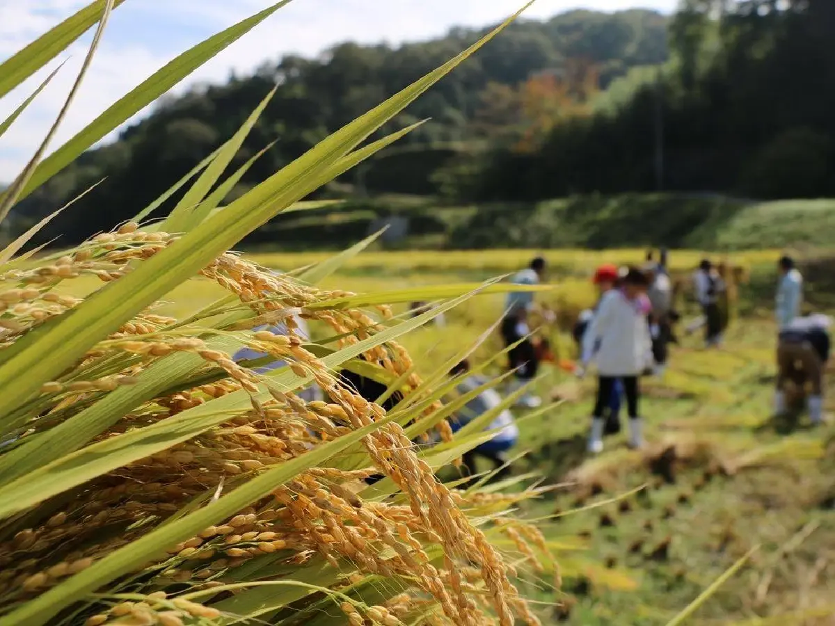 สาเก ทุกสิ่งทุกอย่างของคนญี่ปุ่น